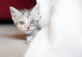 Картинка животные коты взгляд малыш трехцветный котенок