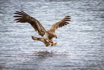 Картинка животные птицы+-+хищники рыбалка река вода крылья полет атака