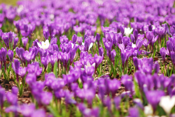 Картинка цветы крокусы весна поле