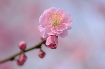 Картинка цветы цветущие+деревья+ +кустарники розовый