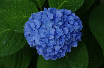 Картинка цветы гортензия цветки куст листья синяя