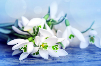 Картинка цветы подснежники +белоцветник белый
