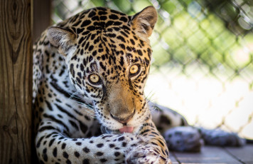 Картинка ©+james+scott животные Ягуары лапы глаза язык умывание морда кошка