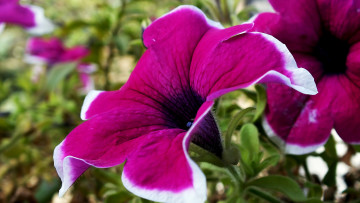 Картинка цветы петунии +калибрахоа фиолетовая петуния
