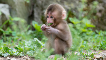 Картинка животные обезьяны малыш детеныш обезьяна трава