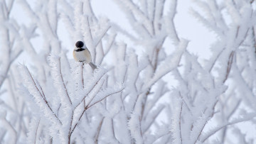 Картинка животные синицы +лазоревки птица дерево снег природа