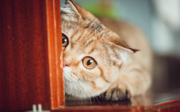 Картинка животные коты морда взгляд рыжий кот