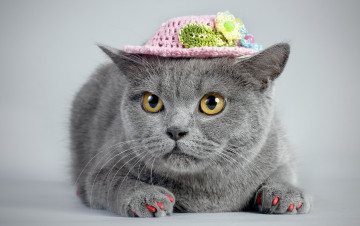 Картинка животные коты шляпка взгляд кошка