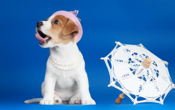 Картинка животные собаки зонтик щенок собака