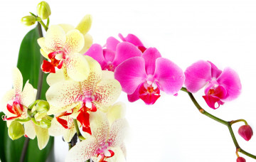 Картинка цветы орхидеи фаленопсис белая орхидея