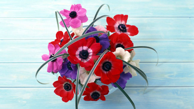 Обои картинки фото цветы, анемоны,  адонисы, синий, красный, розовый