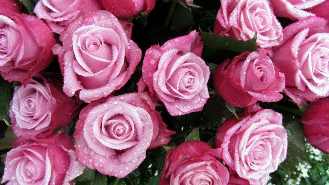 Обои картинки фото цветы, розы, капли, бутоны