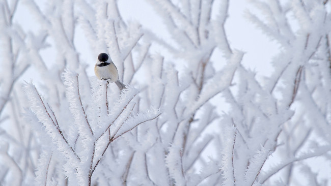 Обои картинки фото животные, синицы,  лазоревки, птица, дерево, снег, природа