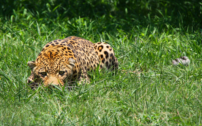 Обои картинки фото животные, леопарды, морда, леопард, притаился, трава, хищник