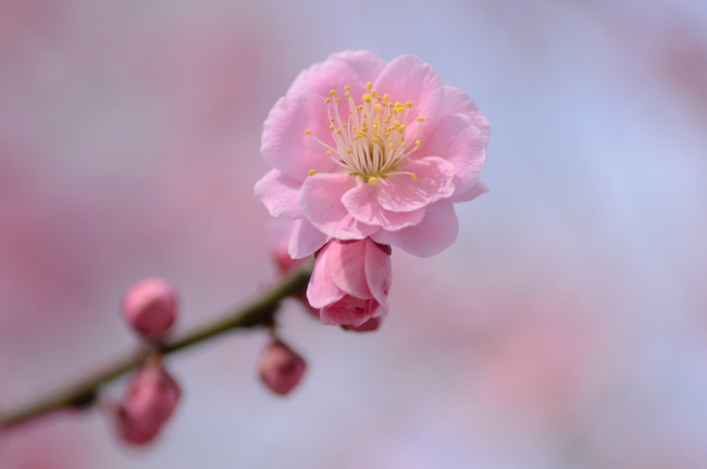 Обои картинки фото цветы, цветущие деревья ,  кустарники, розовый