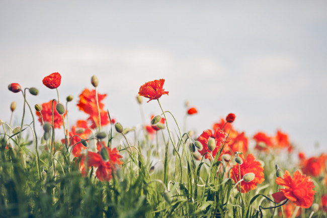 Обои картинки фото цветы, маки, рыжие, поле, трава