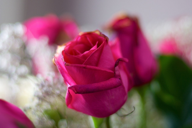 Обои картинки фото цветы, розы, лепестки, розовый, макро