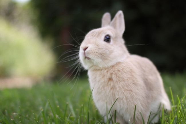 Обои картинки фото животные, кролики,  зайцы, кролик, бежевый, кремовый, окрас, взгляд, мордочка, зелень, трава, лужайка