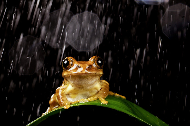 Обои картинки фото животные, лягушки, лягушка, дождь, капли, лист