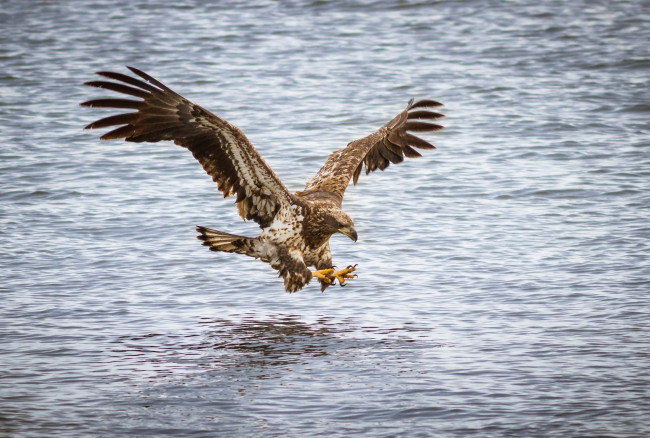 Обои картинки фото животные, птицы - хищники, рыбалка, река, вода, крылья, полет, атака
