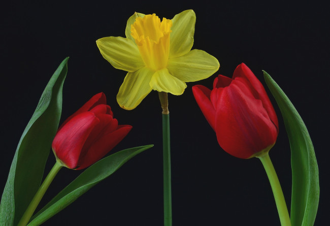 Обои картинки фото цветы, разные вместе, тюльпаны, нарцисс