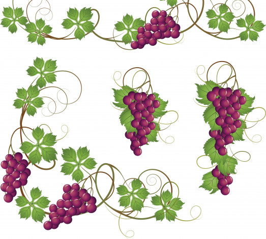 Обои картинки фото векторная графика, еда, листья, лоза, виноград