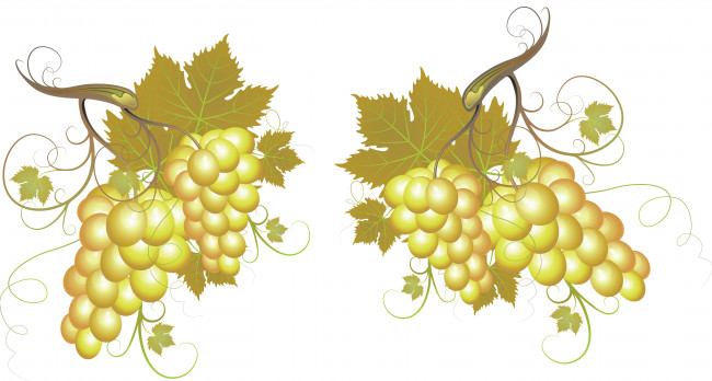 Обои картинки фото векторная графика, еда, листья, лоза, виноград