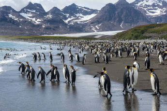 Картинка животные пингвины море берег королевские