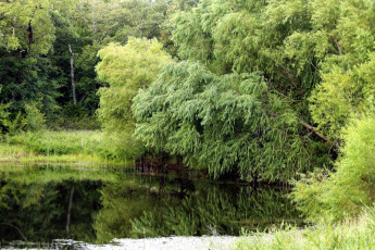 Картинка природа реки озера лето зелень река заводь