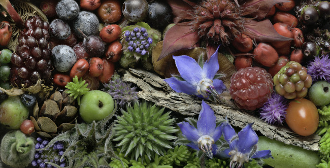 Обои картинки фото еда, фрукты,  ягоды, martin, dollenkamp, ягоды, цветы, текстура