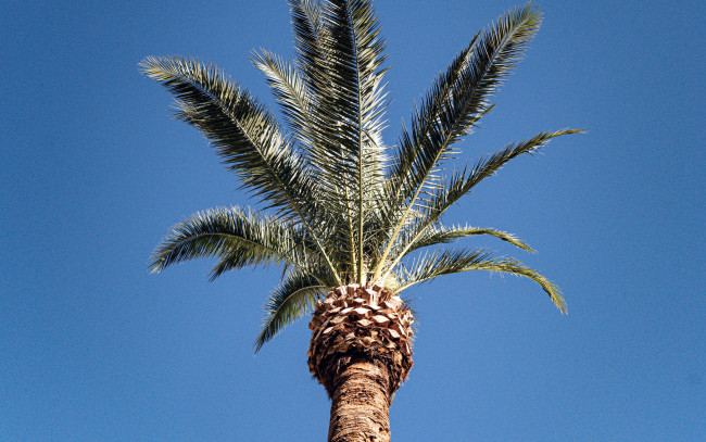 Обои картинки фото природа, деревья, пальма