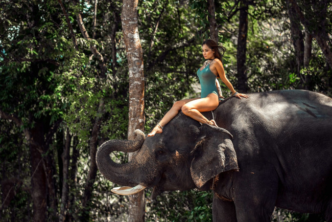 Обои картинки фото девушки, - брюнетки,  шатенки, купальник, слон, лес