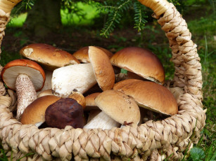 Картинка еда грибы +грибные+блюда корзинка лесные боровики