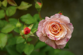 Картинка цветы розы капли роза макро
