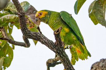 Картинка животные попугаи птица