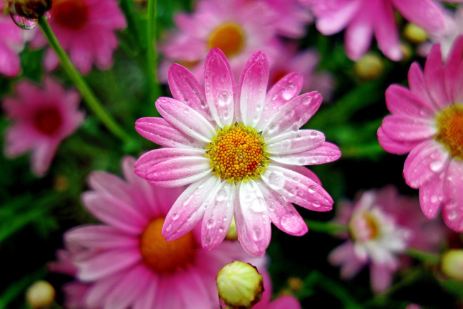 Обои картинки фото цветы, маргаритки, розовые, макро, капли