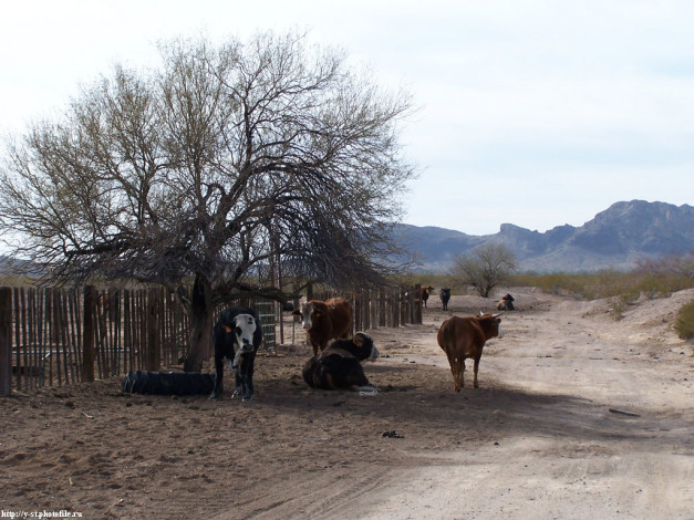 Обои картинки фото коровы, животные, буйволы