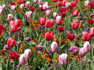 Картинка цветы разные вместе тюльпаны