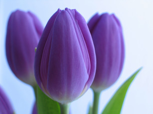 Картинка цветы тюльпаны фиолетовые