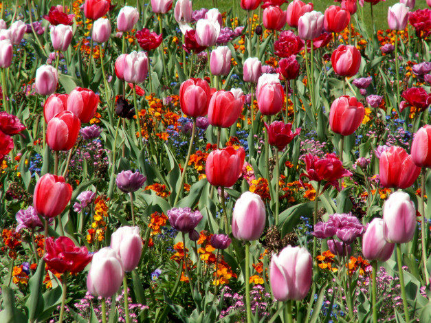 Обои картинки фото цветы, разные, вместе, тюльпаны
