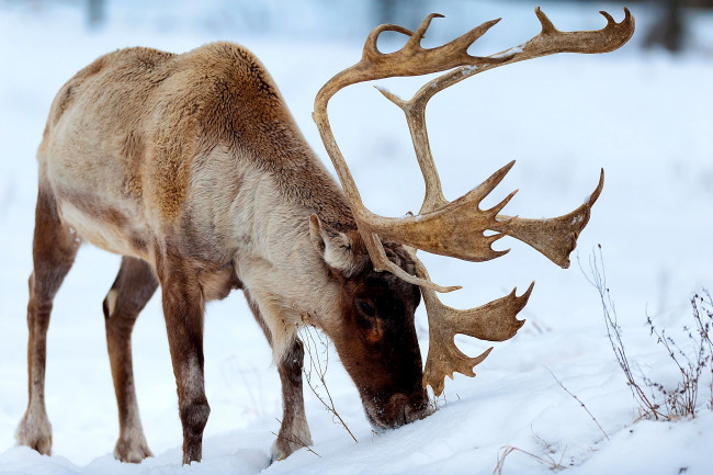 Обои картинки фото животные, олени, снег, рога, северный, олень