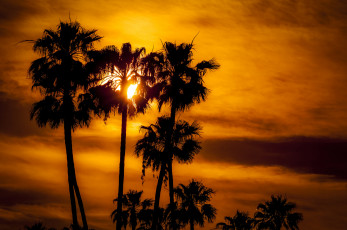 Картинка природа восходы закаты тучи пальмы зарево