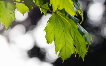 Картинка природа листья прожилки зеленый макро