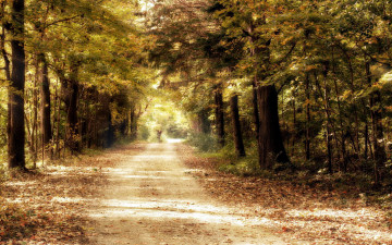 Картинка природа дороги листопад осень деревья лес дорога