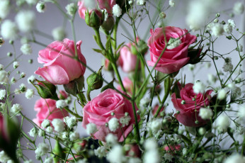 обоя цветы, разные вместе, розы, гипсофила