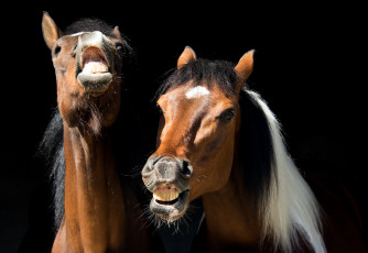 Картинка животные лошади головы ржание