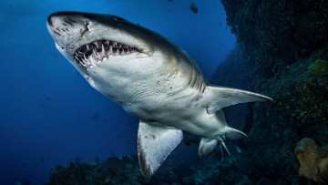 Картинка животные акулы акула скала море