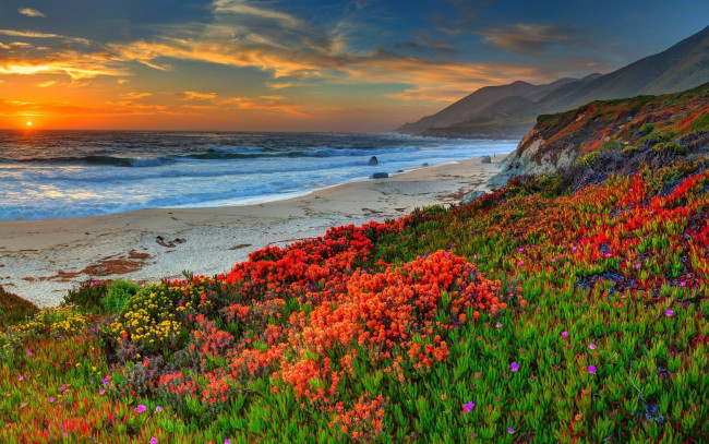 Обои картинки фото природа, побережье, берег, океан, песок, пляж, цветы, горы, камни, лишайник