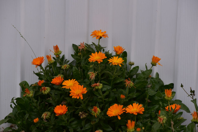 Обои картинки фото цветы, календула, оранжевые, ноготки