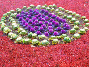 Картинка цветы декоративная капуста